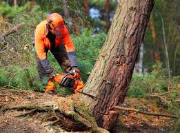 Best Tree Disease Treatment  in Pine, AZ