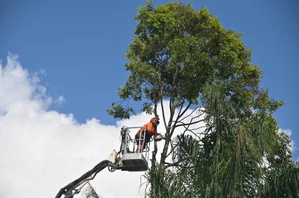 Best Arborist Consultation Services  in Pine, AZ